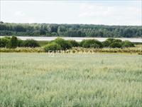 Продается земельный участок в Калужской области Боровского района, вблизи деревни Коростелево. 
